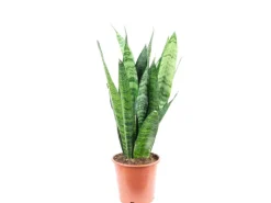 Clearance Value Greens Sansevieria 'Black Coral'  Pflegeleichter Bogenhanf  ca. 30 cm Hoch  Topf-Ø 12 cm