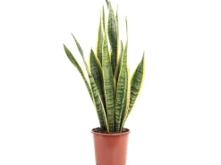 Töpfe<Value Greens Sansevieria Trifasciata 'Laurentii'  Robuster Bogenhanf  Luftreiniger  40 cm Hoch  Topf-Ø 14 cm