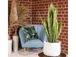 Töpfe<Value Greens Sansevieria Trifasciata 'Laurentii'  Robuster Bogenhanf  Luftreiniger  40 cm Hoch  Topf-Ø 14 cm