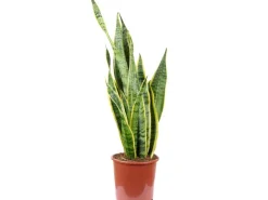 Value Greens Sansevieria Trifasciata 'Laurentii' Robuster Bogenhanf Luftreiniger 60 cm Hoch Topf-Ø 17 cm< Töpfe