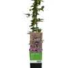 GROW by OBI Waldrebe "Piilu" Rosa-Violett ca. 40 - 60 cm Topf-Ø ca. 17 cm Clematis Hybride< Töpfe