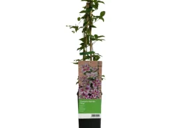 GROW by OBI Waldrebe "Piilu" Rosa-Violett ca. 40 - 60 cm Topf-Ø ca. 17 cm Clematis Hybride< Töpfe
