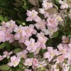 GROW by OBI Waldrebe "Rubens" Rosa Höhe ca. 40 - 60 cm Topf-Ø ca. 17 cm Clematis montana< Töpfe