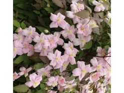 GROW by OBI Waldrebe "Rubens" Rosa Höhe ca. 40 - 60 cm Topf-Ø ca. 17 cm Clematis montana< Töpfe