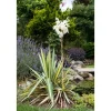 Yucca Filamentosa Palmlilie Ca. 11x11 cm Topf< Töpfe