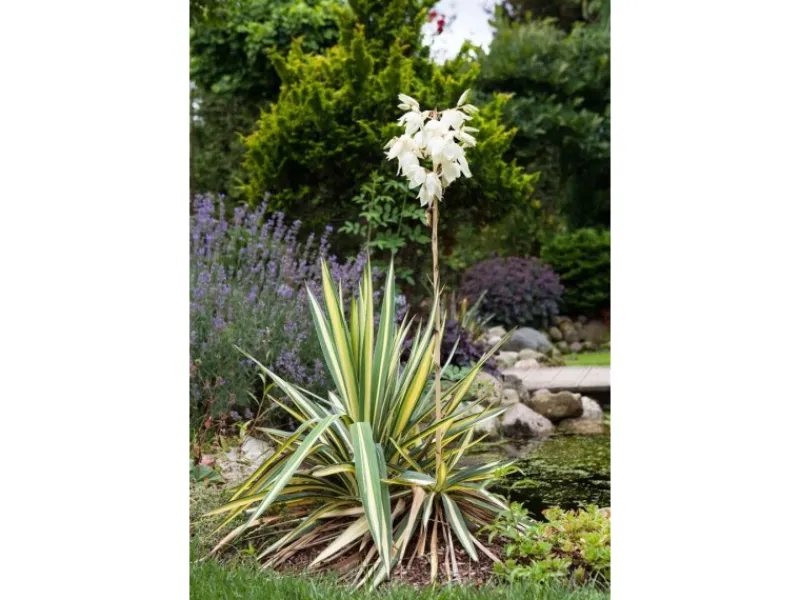 Yucca Filamentosa Palmlilie Ca. 11x11 cm Topf< Töpfe